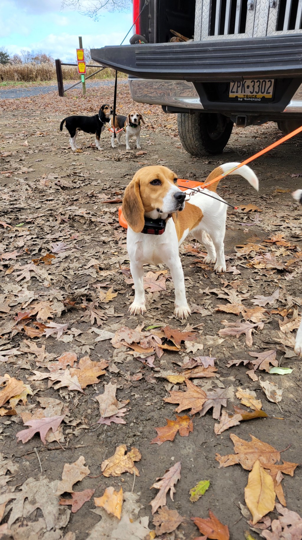 Circle Hill Red&nbsp;Filly